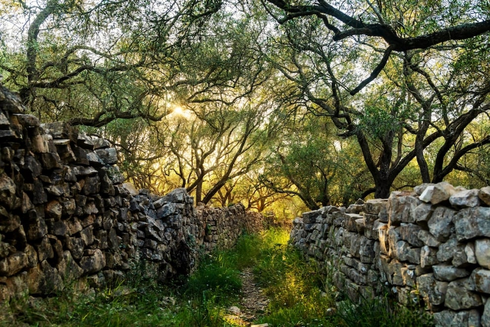 Olive trees