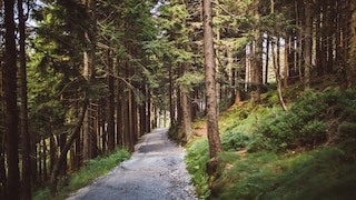 Der Bayerische Wald lockt mit zahllosen Wanderwegen