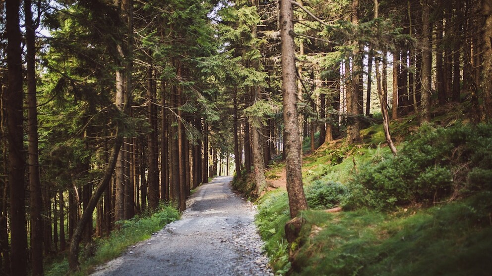 Der Bayerische Wald lockt mit zahllosen Wanderwegen