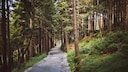 Der Bayerische Wald lockt mit zahllosen Wanderwegen
