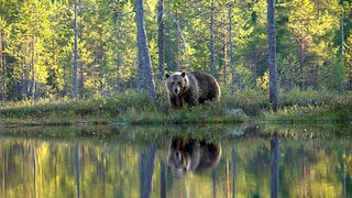 Begegnung Bär