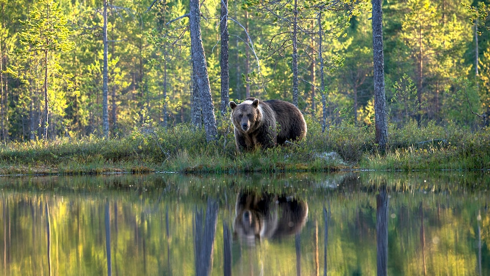 Begegnung Bär