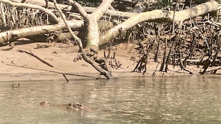 Krokodil im Daintree River