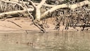 Krokodil im Daintree River