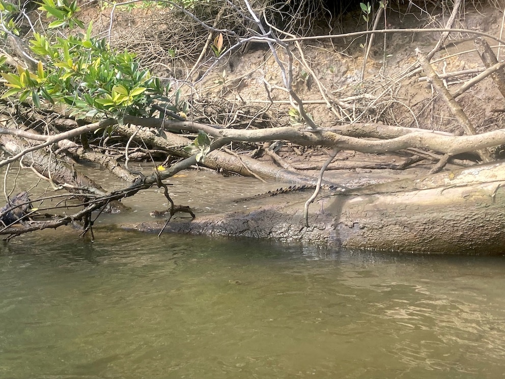 Krokodil im Daintree River