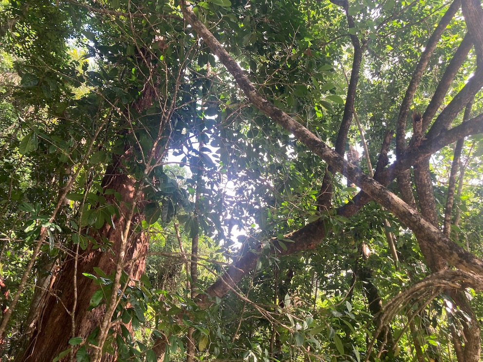 Daintree Rainforest im australischen Queensland