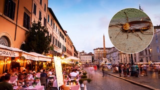 Kakerlakenplage Italien