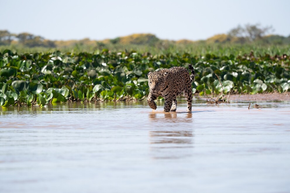 In addition to spectacular wildlife safaris, the Pantanal region is now also known for its sustainable ecotourism
