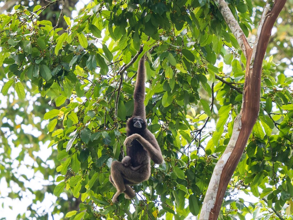 The Tabin Wildlife Reserve was established in 1984 and declared a wildlife reserve due to its numerous, partly endangered animal species