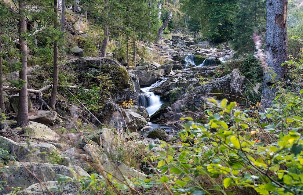 Nationalpark Harz