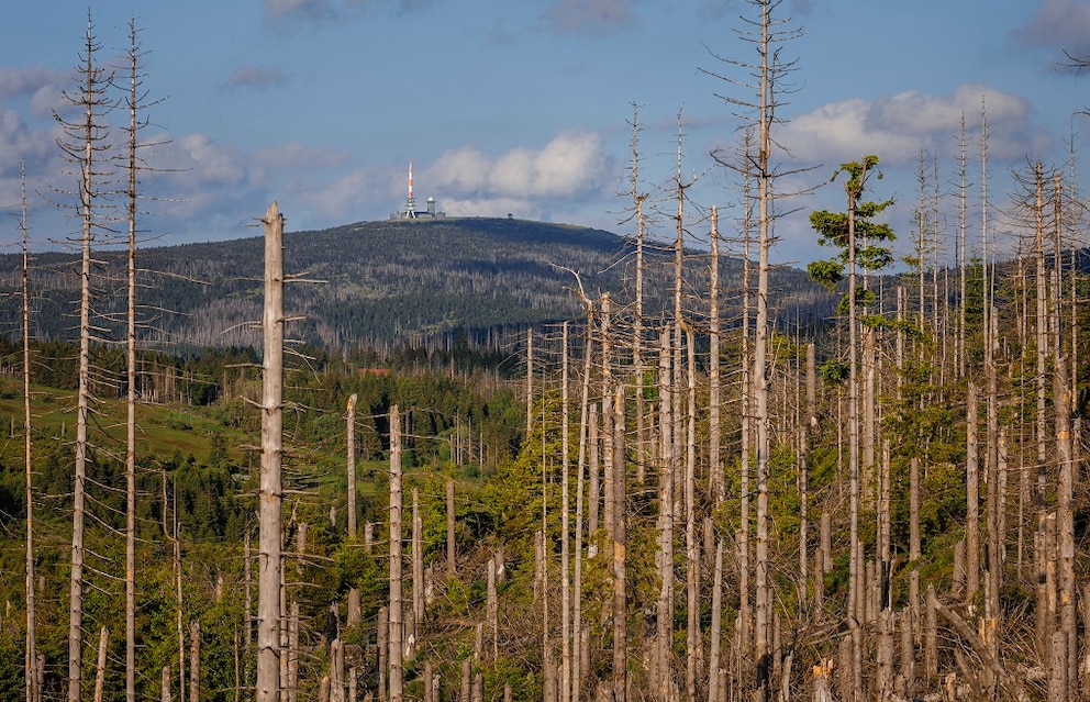 Nationalpark Harz