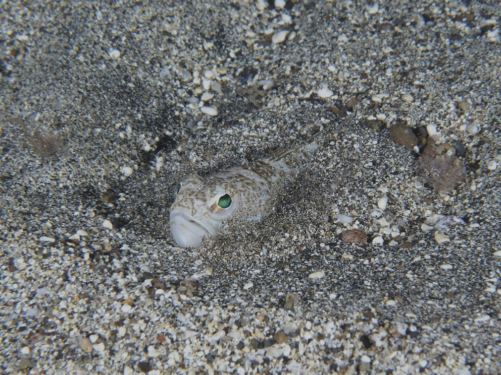 Petermännchen