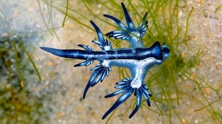 Blauer Drache auf Mallorca gesichtet