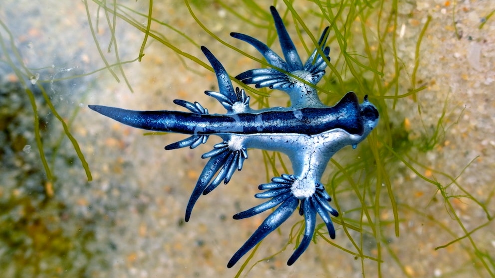 Blauer Drache auf Mallorca gesichtet