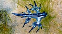 Blauer Drache auf Mallorca gesichtet