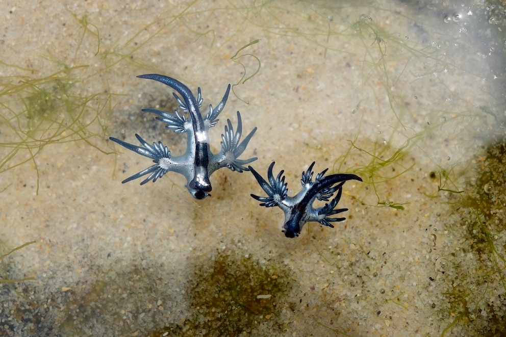 Blaue Drachen an der Wasseroberfläche