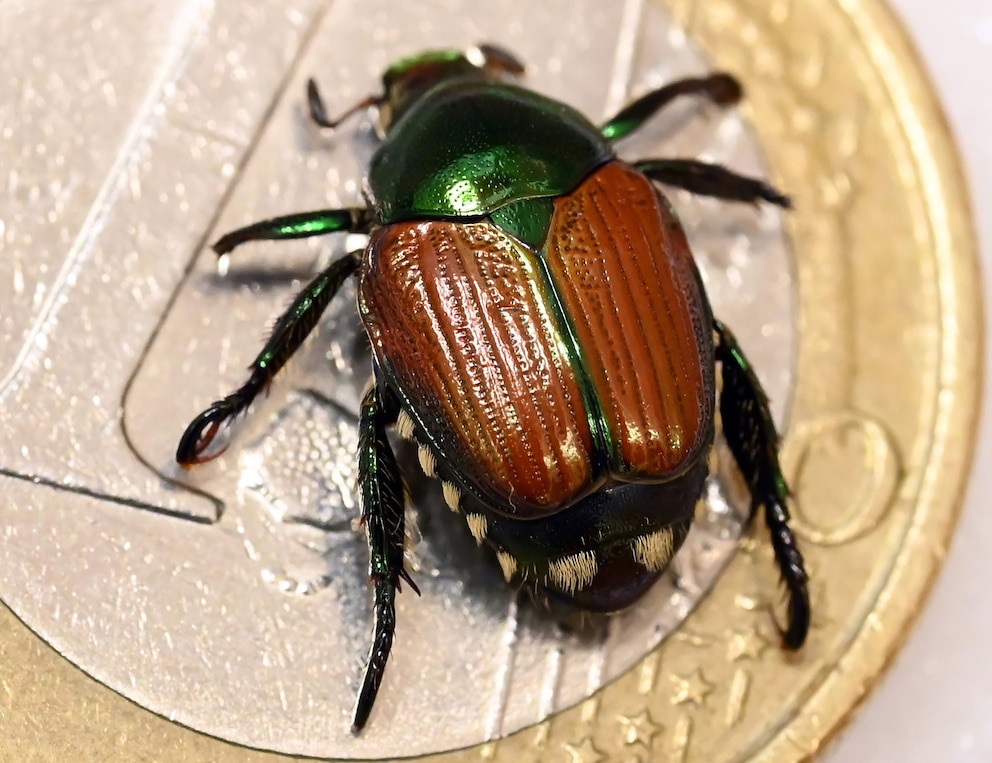 Präparierter Japankäfer (Popillia japonica) auf einer Euro-Münze
