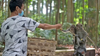 Mitarbeiter füttert Makaken im Sangeh Monkey Forest