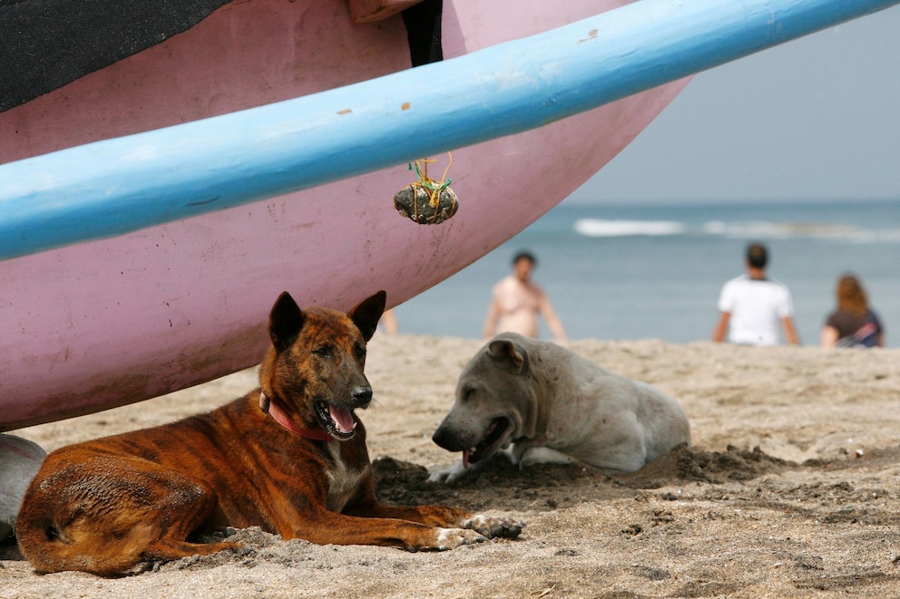 Stra&szlig;enhunde an einem Strand in Kuta auf Bali