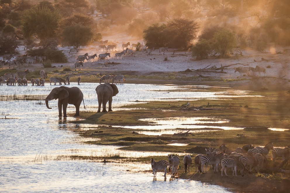 Elefanten und Zebras am Botetifluss, Okavango-Delta in Botswana