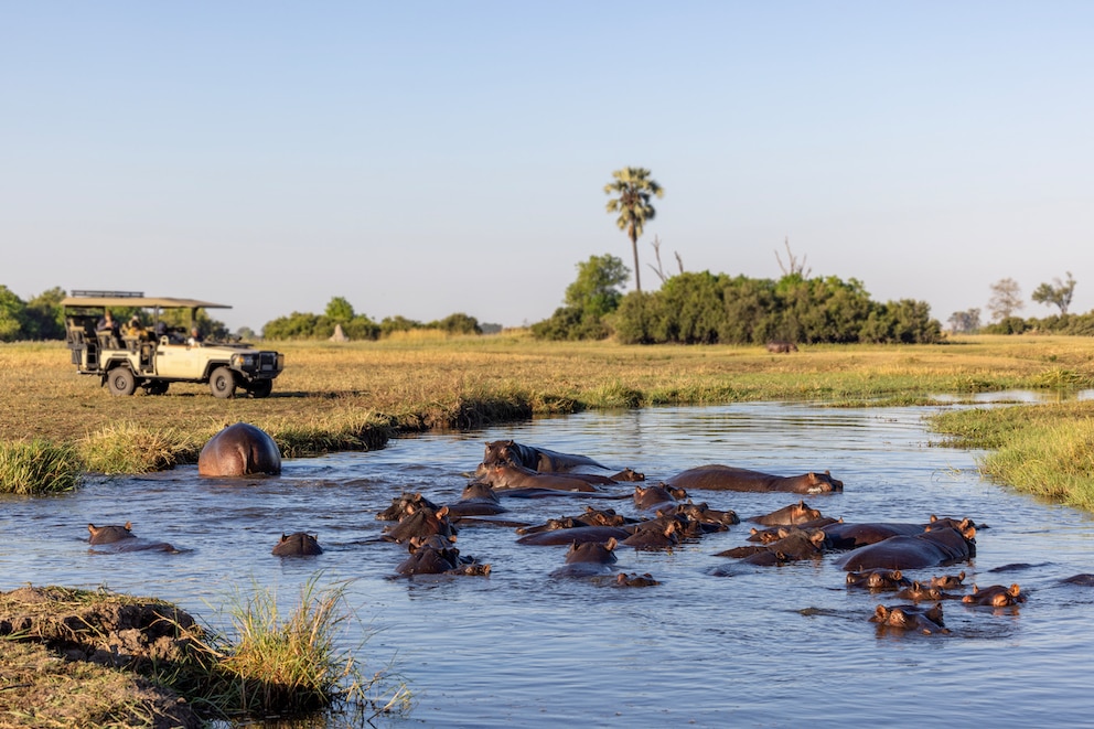 Safari im Okavango-Delta Botswana