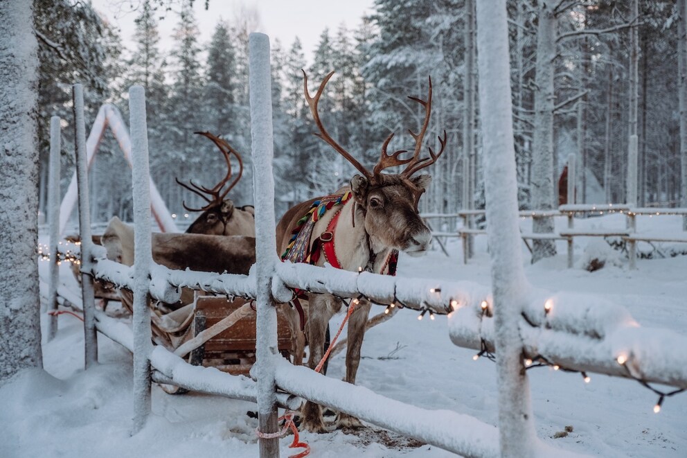 Christmas elves in Lapland