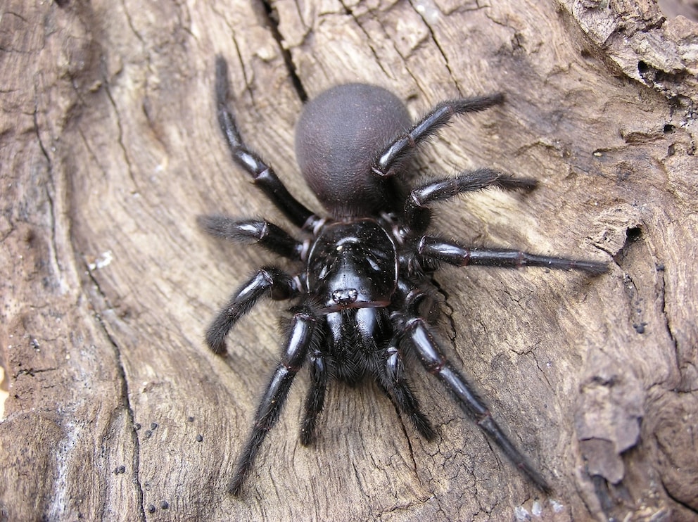 most venomous spiders