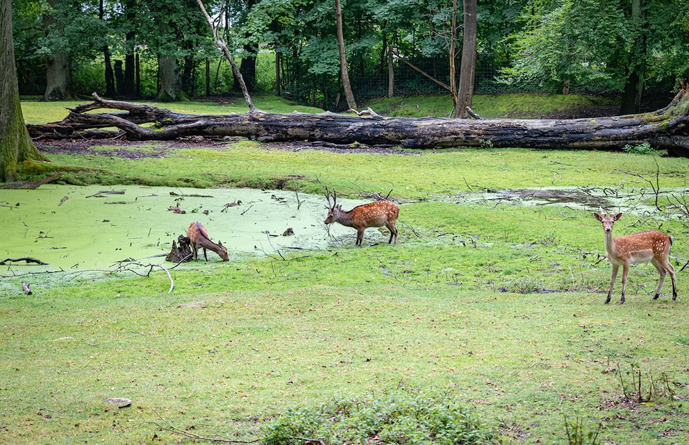 In Vejle gibt es auch einen Hirschpark