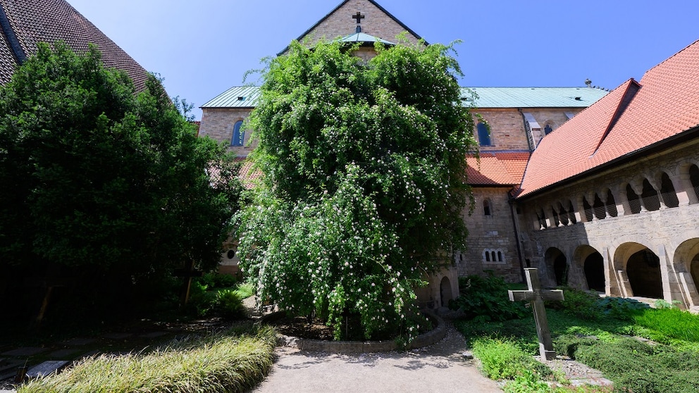 Hildesheim Rosenstock