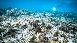 Laut neuesten Erkenntnissen von Forschern zeigt sich derzeit im Great Barrier Reef eine Korallenbleiche von historischem Ausmaß