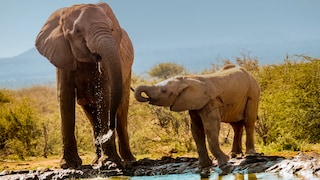 Elefanten im Das Madikwe Game Reserve in Südafrika