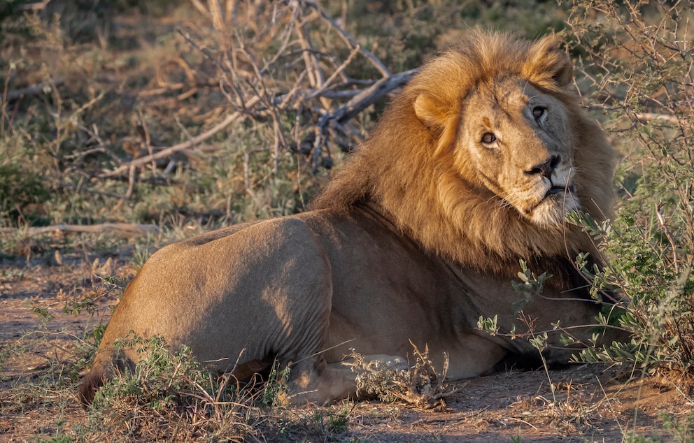 L&ouml;we in Madikwe, S&uuml;dafrika