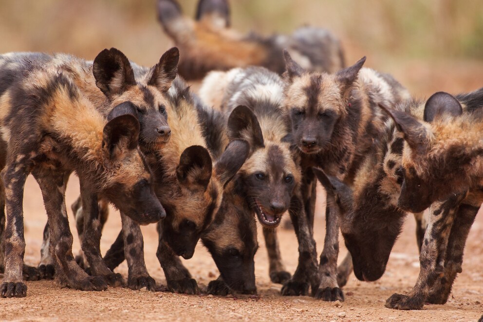 Wild dogs in the Madikwe Game Reserve in South Africa
