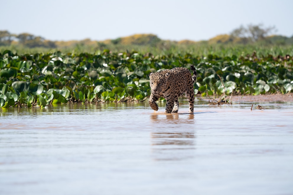 Jaguar in Brasiliens Pantanal