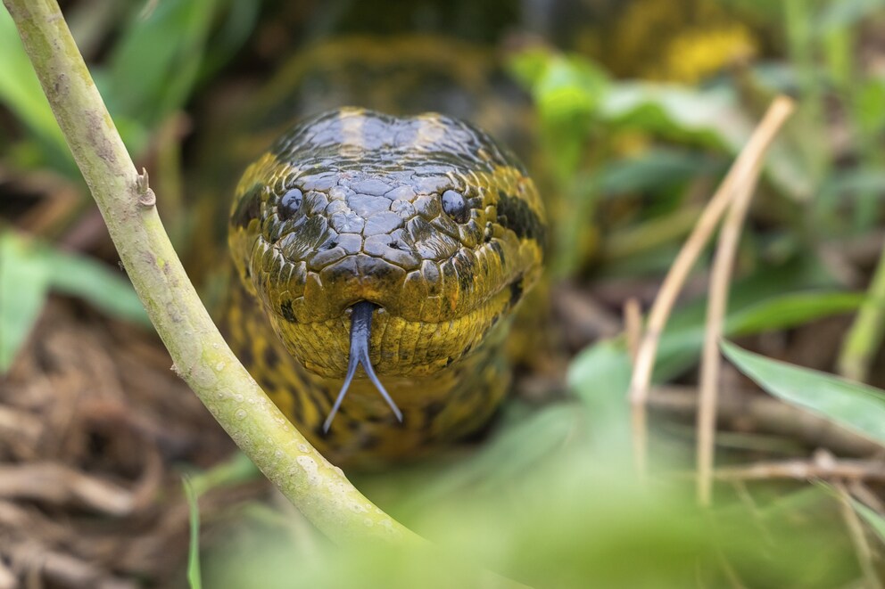 Anaconda in the Pantanal, Brazil
