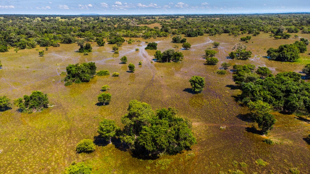 Flooded areas in the Pantanal during the rainy season