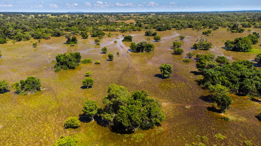 &Uuml;berschwemmungsgebiete im Pantanal w&auml;hrend der Regenzeit