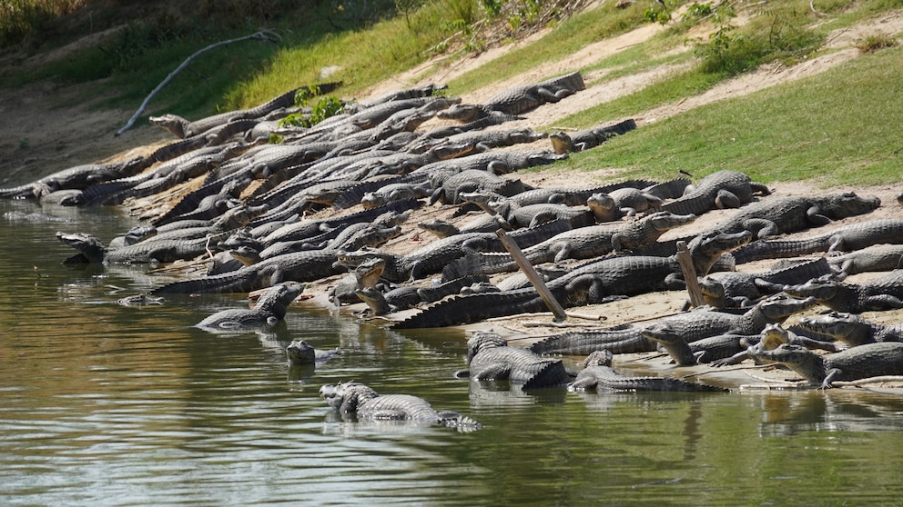 Alligatoren im Pantanal, Brasilien