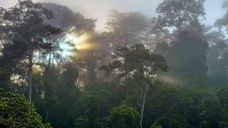 Sonnenaufgang über dem Tabin-Wildreservat auf Borneo