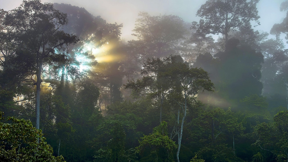 Sonnenaufgang über dem Tabin-Wildreservat auf Borneo
