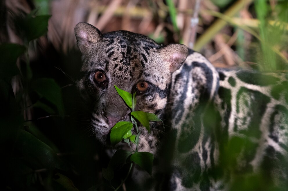 Clouded leopard in Borneo