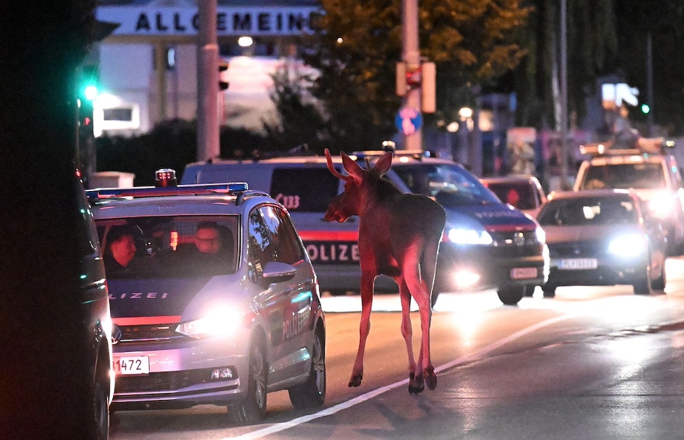 Elch Emil fand seinen Weg nach &Ouml;sterreich und legte den Verkehr in so manchen Innenst&auml;dten lahm