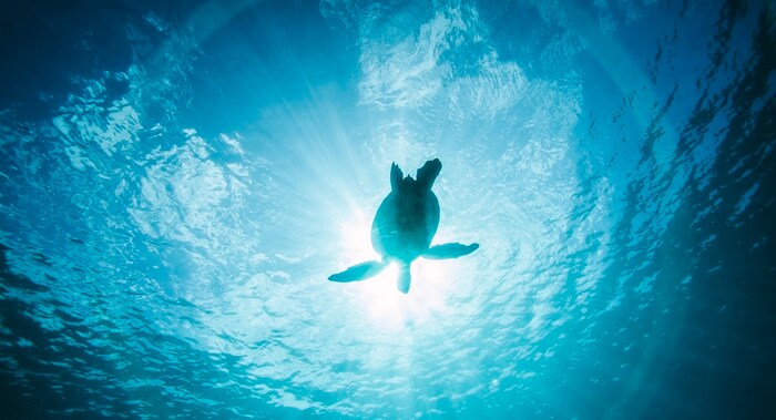 The UV index in Australia reaches extreme levels and regularly exceeds 11