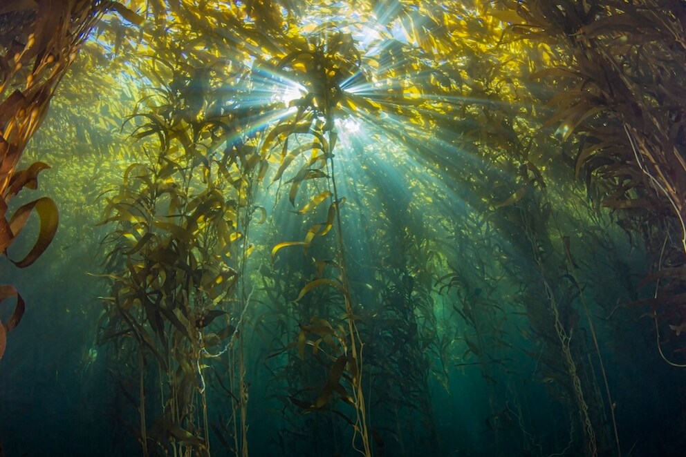 Kelp forest