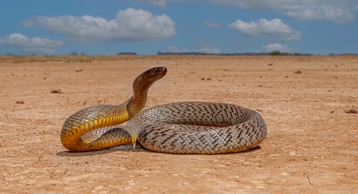 The Australian Inland Taipan is one of the most venomous snakes in the world – but the chances of encountering it are practically zero
