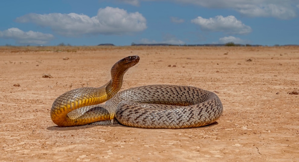 Die australische Inland-Taipan z&auml;hlt zu den giftigsten Schlangen der Welt &ndash; die Chancen sie zu treffen stehen aber bei praktisch null