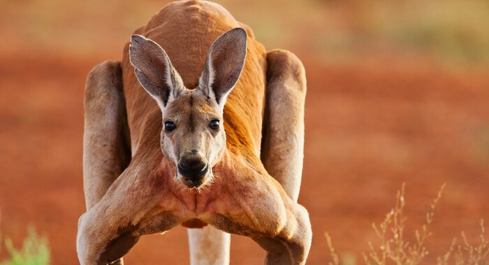 Kangaroos may seem harmless – but some can grow up to 1.80 meters tall and weigh 90 kilograms