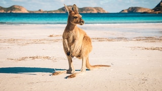 Wer träumt nicht von einer Reise ans andere Ende der Welt? Dabei gibt es einige Dinge, die man besser vermeiden sollte.