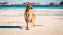 Wer tr&auml;umt nicht von einer Reise ans andere Ende der Welt? Dabei gibt es einige Dinge, die man besser vermeiden sollte.