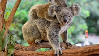 Der Great Koala Nationalpark in New South Wales soll den vor dem Aussterben bedrohten Koalas Schutz bieten